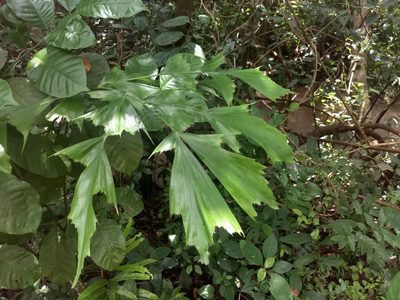Caryota urens, photographed by P Jeganathan