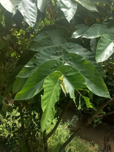 Ficus semicordata, photographed by P Jeganathan