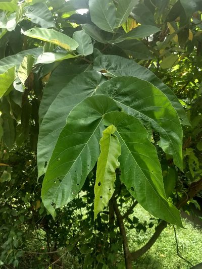 Ficus semicordata, photographed by P Jeganathan