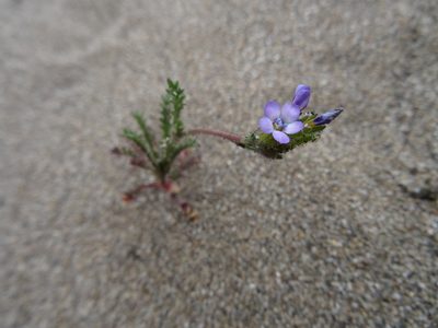 Gilia millefoliata, photographed by Thomas Koffel