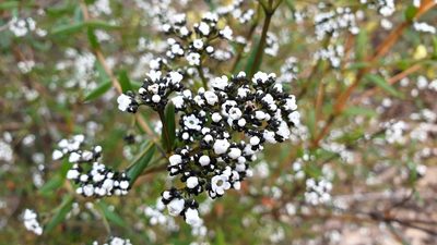 Logania recurva, photographed by Andrew Thornhill