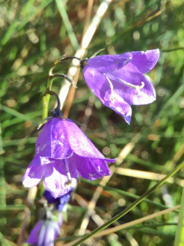 Campanula precatoria, photographed by Yves Bas