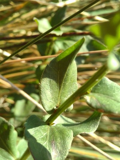 Campanula precatoria, photographed by Yves Bas