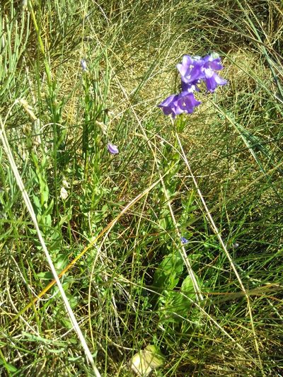 Campanula precatoria, photographed by Yves Bas