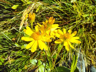Senecio pyrenaicus, photographed by Yves Bas