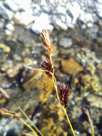 Carex frigida, photographed by Yves Bas