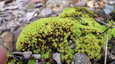 Barbula calycina, photographed by Andrew Thornhill