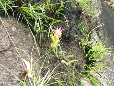 Curcuma pseudomontana, photographed by Prashanth N S