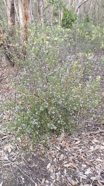 Logania recurva, photographed by Andrew Thornhill