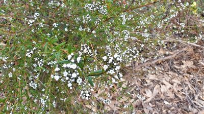 Logania recurva, photographed by Andrew Thornhill