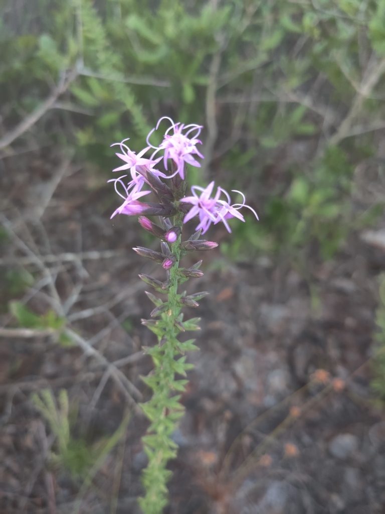 Liatris provincialis, photographed by Jana Miller