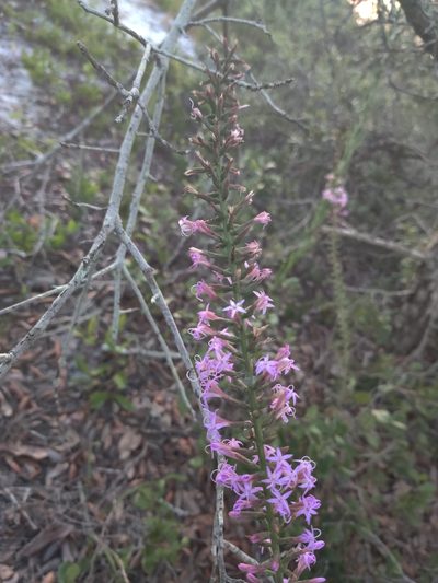 Liatris provincialis, photographed by Jana Miller