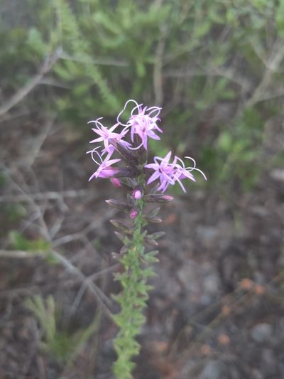 Liatris provincialis, photographed by Jana Miller
