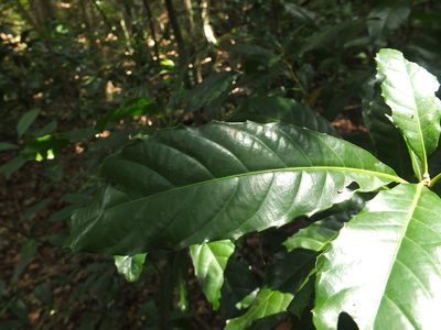 Agrostistachys indica, photographed by Siddarth Machado