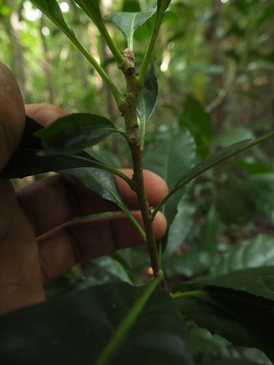Agrostistachys indica, photographed by Siddarth Machado