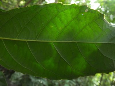 Agrostistachys indica, photographed by Siddarth Machado