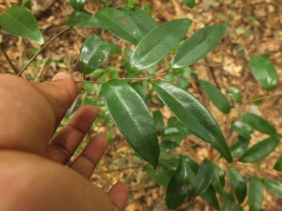 Alphonsea lutea