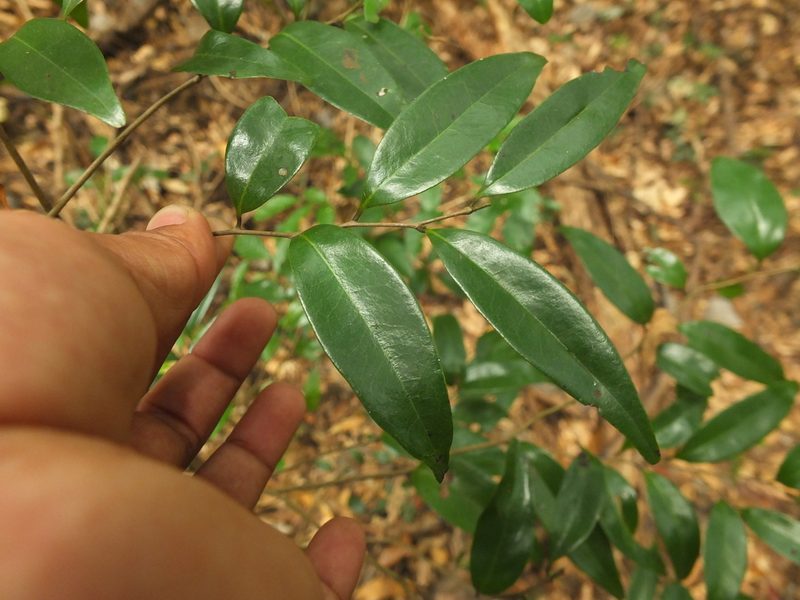 Alphonsea lutea, photographed by Siddarth Machado