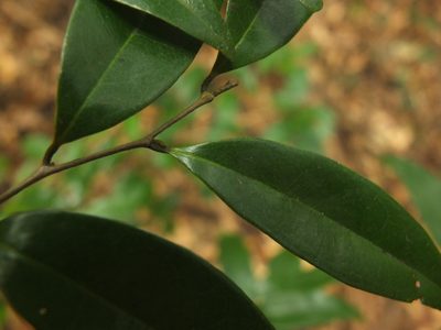 Alphonsea lutea, photographed by Siddarth Machado
