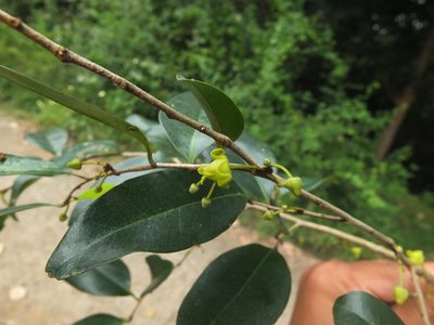 Alphonsea lutea, photographed by Siddarth Machado