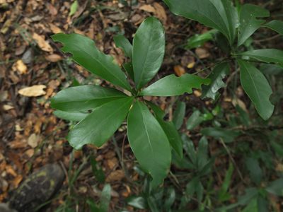Alseodaphne semecarpifolia, photographed by Siddarth Machado