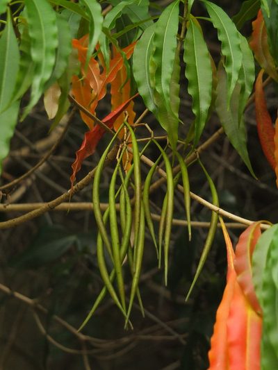Alstonia venenata, photographed by Siddarth Machado