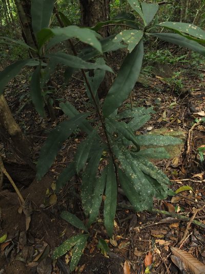 Ancistrocladus heyneanus, photographed by Siddarth Machado