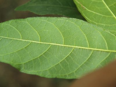 Antiaris toxicaria, photographed by Siddarth Machado