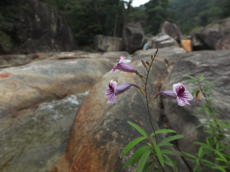 Asystasia travancorica, photographed by Siddarth Machado