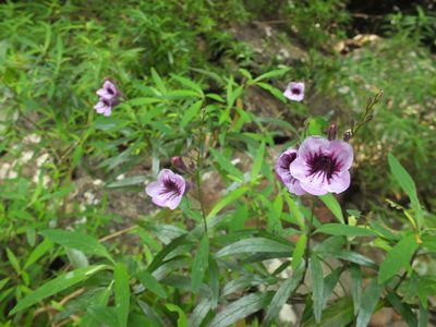 Asystasia travancorica, photographed by Siddarth Machado