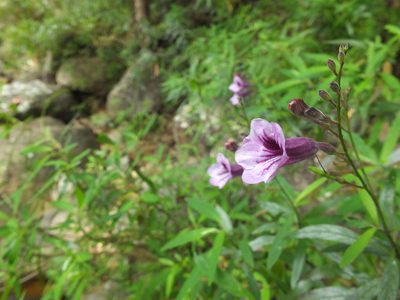 Asystasia travancorica, photographed by Siddarth Machado