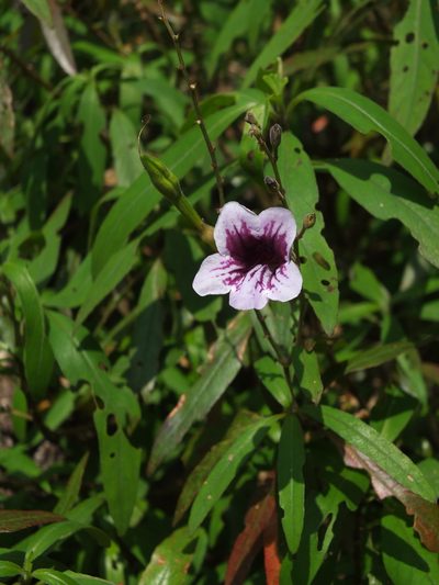 Asystasia travancorica, photographed by Siddarth Machado