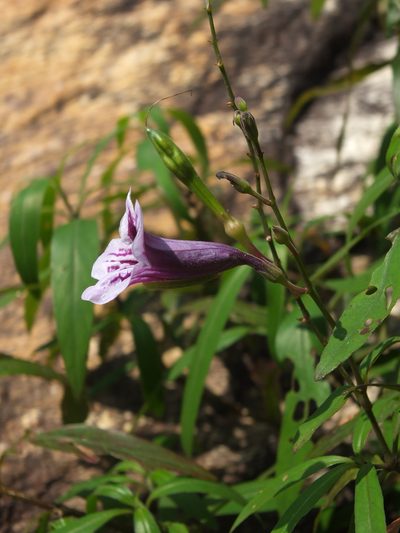 Asystasia travancorica, photographed by Siddarth Machado