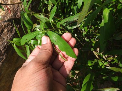 Asystasia travancorica, photographed by Siddarth Machado