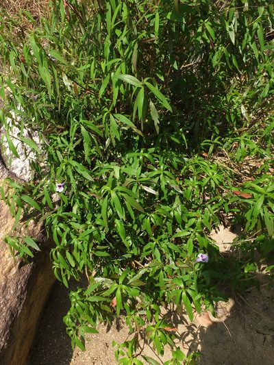 Asystasia travancorica, photographed by Siddarth Machado