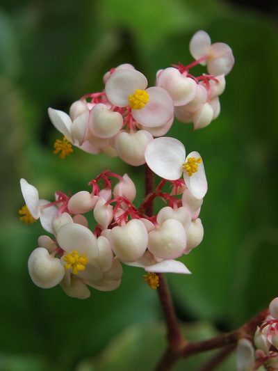 Begonia floccifera, photographed by Siddarth Machado