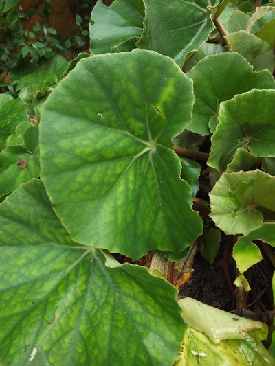Begonia floccifera, photographed by Siddarth Machado