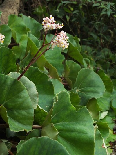 Begonia floccifera, photographed by Siddarth Machado