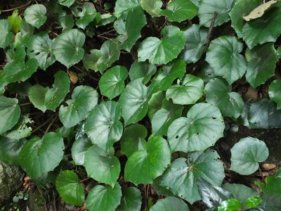 Begonia floccifera, photographed by Siddarth Machado