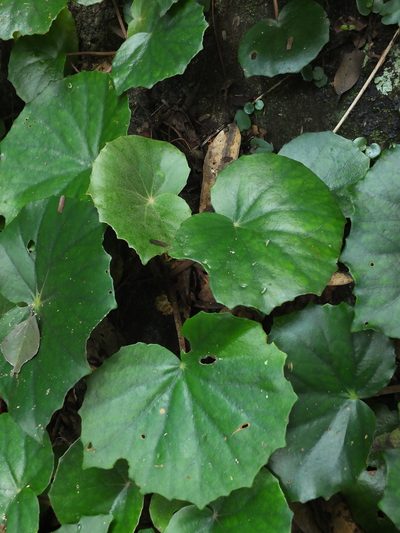 Begonia floccifera, photographed by Siddarth Machado