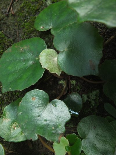 Begonia floccifera, photographed by Siddarth Machado