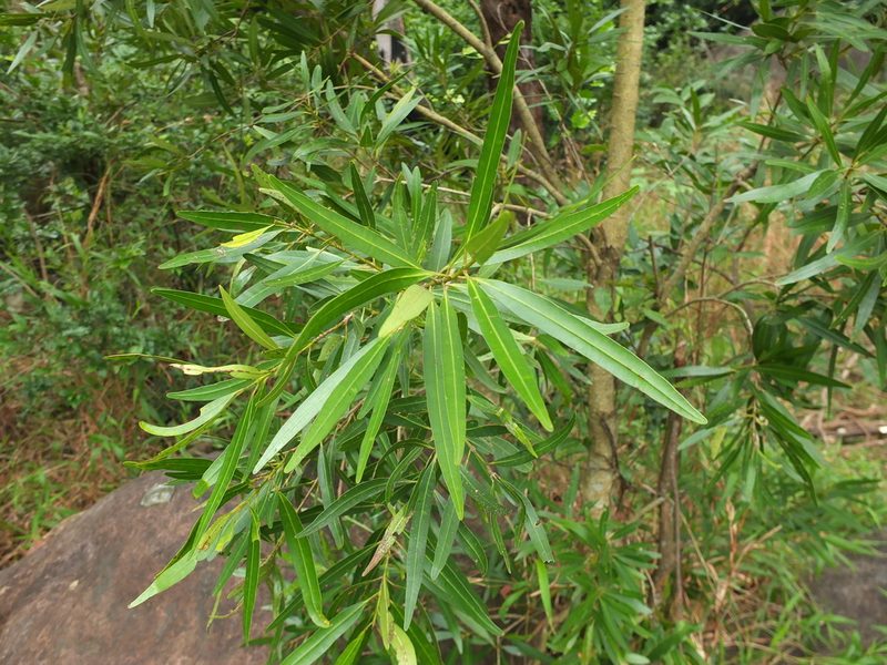 Calophyllum pascalianum, photographed by Siddarth Machado