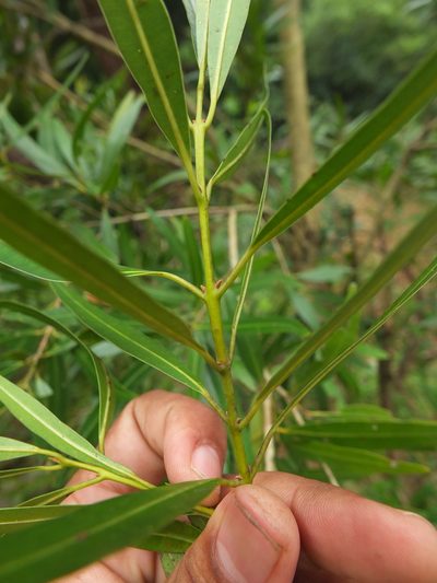 Calophyllum pascalianum, photographed by Siddarth Machado