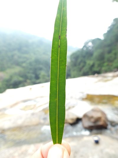 Calophyllum pascalianum, photographed by Siddarth Machado