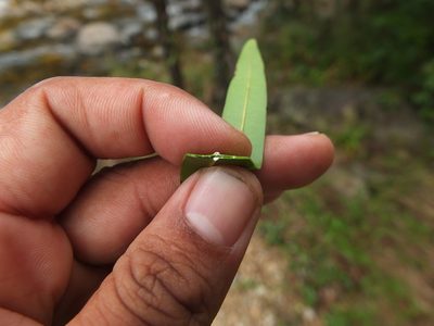Calophyllum pascalianum, photographed by Siddarth Machado