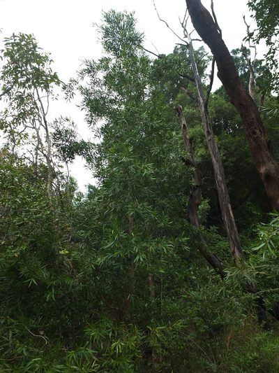 Calophyllum pascalianum, photographed by Siddarth Machado