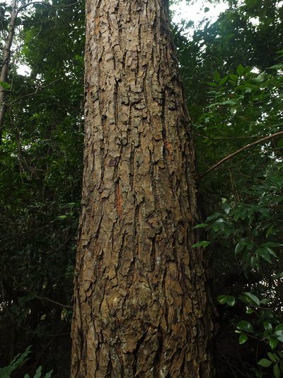 Calophyllum pascalianum, photographed by Siddarth Machado