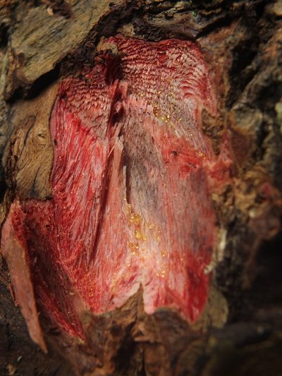 Calophyllum pascalianum, photographed by Siddarth Machado