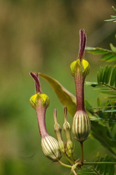 Ceropegia candelabrum, photographed by Siddarth Machado