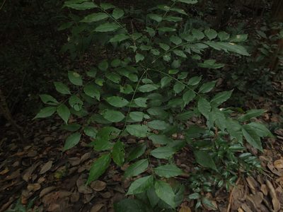 Clausena anisata, photographed by Siddarth Machado